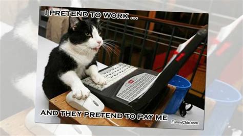 Funny Cat Memes About Work - YouTube