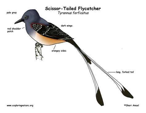 Flycatcher (Scissor-Tailed)