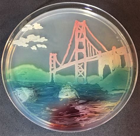 Arte en placas de agar: Las asombrosas pinturas hechas con bacterias ...