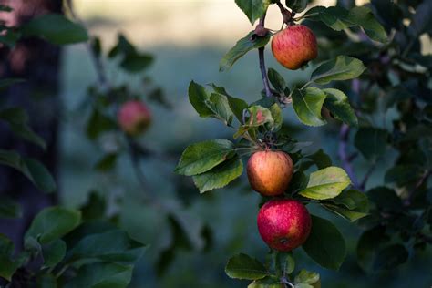 Heirloom Apples — Scott Farm Orchard