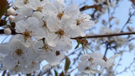 Wild cherry blossom (I think) #gardening #garden #DIY #home #flowers #roses #nature #landscaping ...