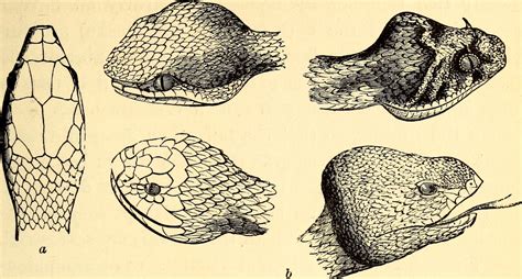 Snake Head Drawing Top View at GetDrawings | Free download