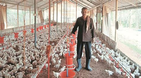 Innovative Solutions: How poultry farming is alleviating farm distress in Kerala | Governance ...