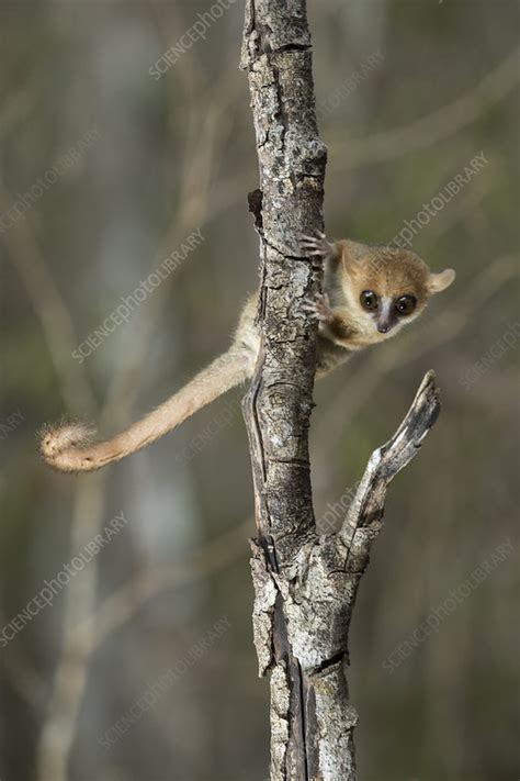 Madame Berthe's mouse lemur - Stock Image - C049/5746 - Science Photo Library