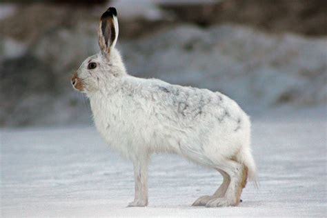 Arctic Hare Facts and Adaptations - Lepus arcticus