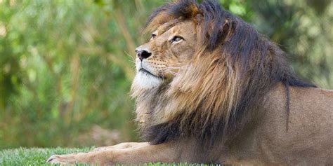 African Lion Fact Sheet - Adelaide Zoo