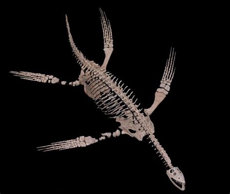 Plesiosaur skeleton Such as the opalised examples found at Coober Pedy ...