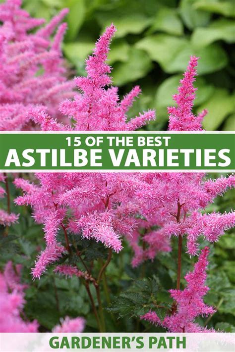 15 of the Best Astilbe Varieties | Gardener’s Path