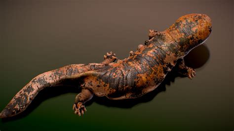 Japanese Giant Salamander - Buy Royalty Free 3D model by NestaEric [5a0748e] - Sketchfab Store