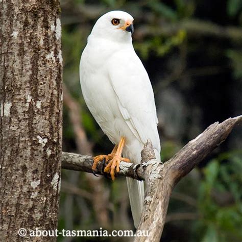 Grey Goshawk | About Tasmania