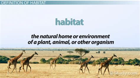 What Is Habitat? - Definition & Explanation - Video & Lesson Transcript ...