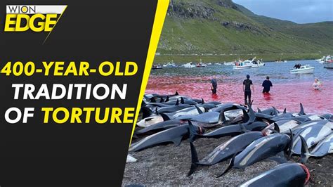 1500 dolphins killed in largest massacre in Faroe Islands, Denmark | Ecosaurus.tv