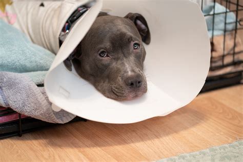 How Long Does It Take a Dog to Recover from Surgery? | Oakland ...