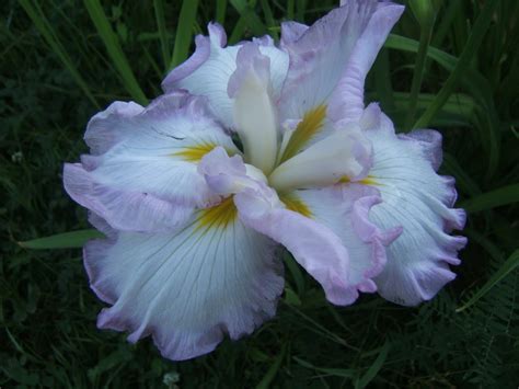 In The Garden: Japanese Iris