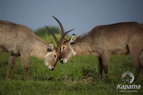 Did you know? The meat of older #waterbuck takes on an unpleasant odor from the waterproofing ...