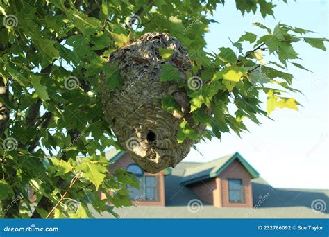 Hornets nest in a tree stock photo. Image of endangered - 232786092