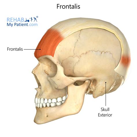 Frontalis | Rehab My Patient