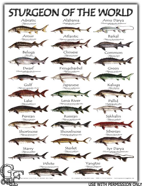 sturgeon-of-the-world | Sturgeon fish, Fish chart, Deep sea fishing