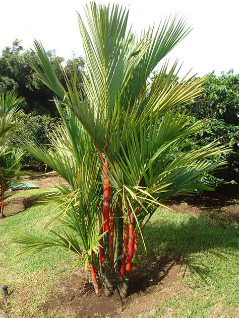 Lipstick Palm Red Sealing Wax Palm, Exotic and Rare - campestre.al.gov.br