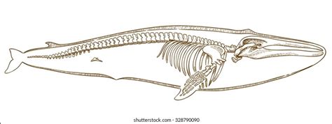 3,710 Whale Skeleton Images, Stock Photos, 3D objects, & Vectors | Shutterstock