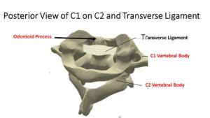 Transverse Ligament - A New Finding that You Need to Know