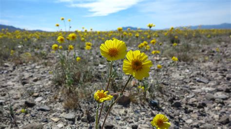 Death Valley Superbloom 2016 | Flickr