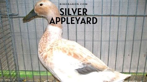 Silver Appleyard - Profile | Farming | Eggs | Care | Facts - BirdBaron