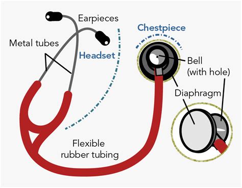 Labelled Diagram Of A Modern Stethoscope Showing The - Stethoscope Parts And Functions Pdf, HD ...