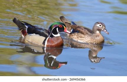 Male Female Wood Duck Swimming Together Stock Photo 269456366 ...