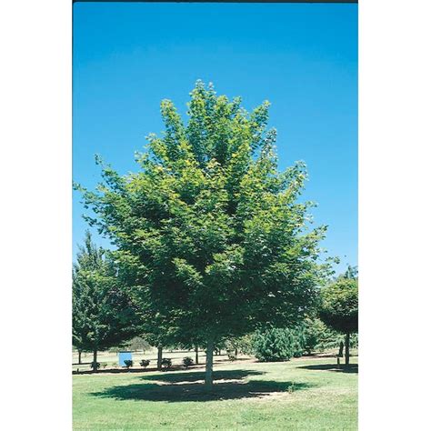 Lowe's 5.5-Gallons Red Shade Red Maple In Pot (With Soil) in the Trees ...