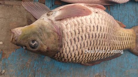 Amazing Live FISH Cutting Skills By Woman in Famous Fish Market | Fresh FISH Cutting Technique ...