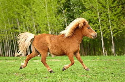 Fencing Requirements for Miniature Horses | Red Brand