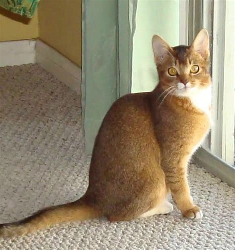 Abyssinian Cat Mix