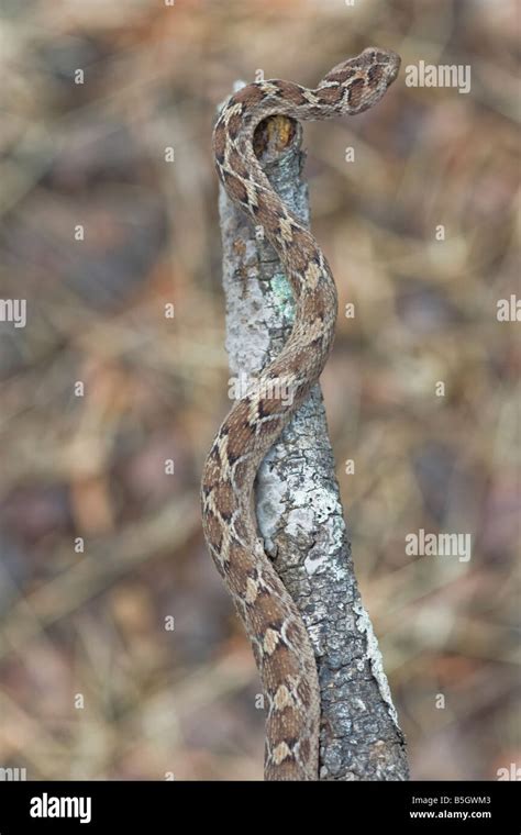 Saw scaled viper in habitat Stock Photo - Alamy