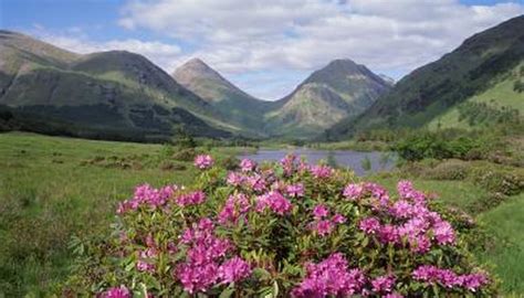 Traditional Scottish Flowers | Garden Guides