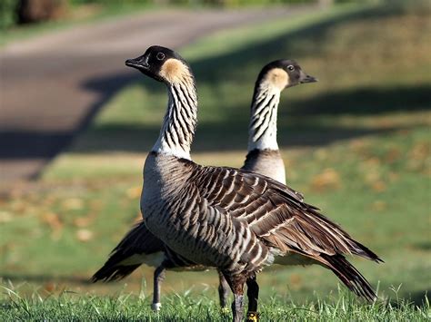 Wildlife In Maui Hawaii