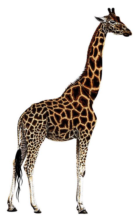 Giraffe drawing Drawing by Loren Dowding - Pixels