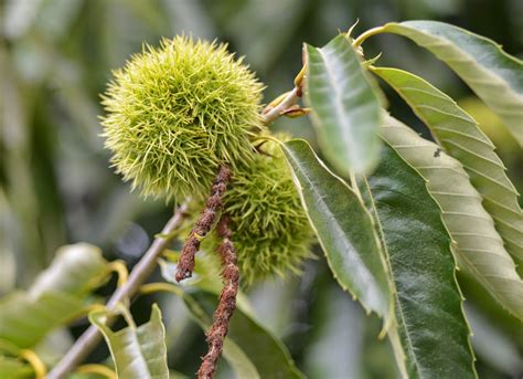 Chinese Chestnut Tree Live Plant in a 3 Gallon Pot 3-4 | Etsy