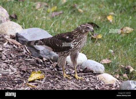 cooper's hawk hunting on the ground Stock Photo - Alamy