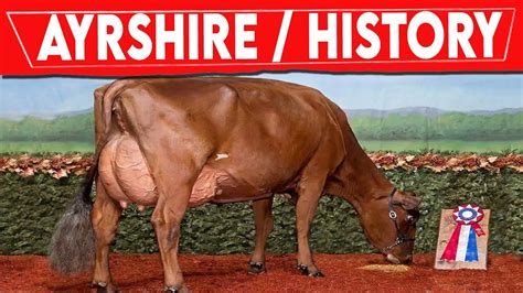 ⭕ AYRSHIRE CATTLE History Milking Cows In The World || AYRSHIRE - YouTube