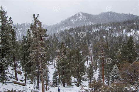 Palm Springs Aerial Tramway and Mt San Jacinto State Park Stock Image - Image of larch, footwear ...