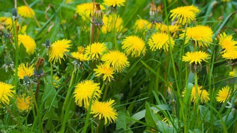 10 Best Dandelion Killer | Check Before Buying! - School of Garden