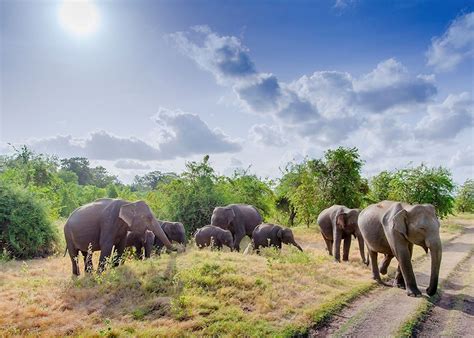 Visit Yala National Park in Sri Lanka | Audley Travel