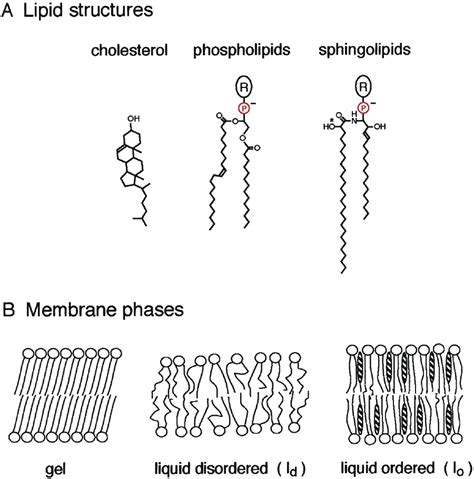 Fatty Acids In Membrane Lipid Molecules Are at Domingo Cruz blog