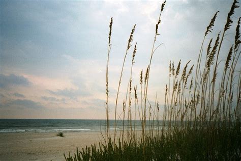 Dune grass by beatlefreak on DeviantArt