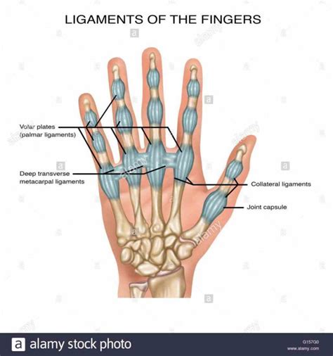 volunteers ulnar collateral ligament metacarpophalangeal stability ...