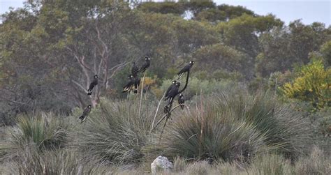 Coorong National Park Wildlife South Australia