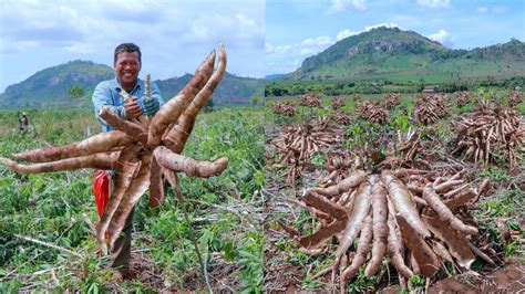 How Do You Know When Cassava Is Ready To Harvest? The 10 Correct Answer ...