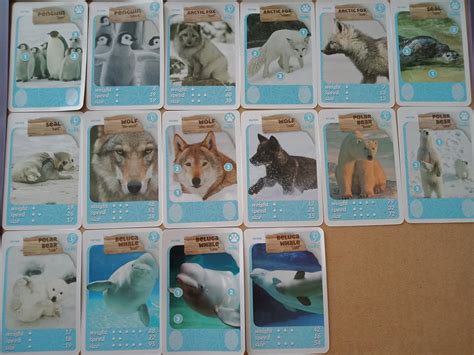 Animal Cards, Hobbies & Toys, Toys & Games on Carousell