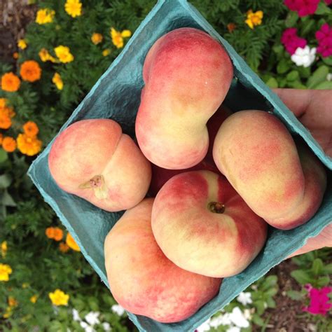 donut-peaches-hi-res - Agriberry Farm - CSA - Virginia - Maryland